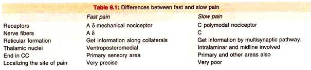 Differences between Fast and Slow Pain