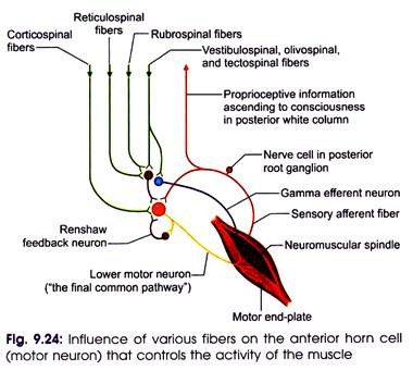 Influence of Various Fibers