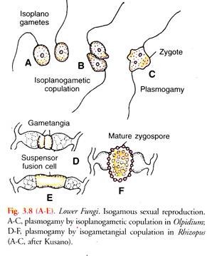 Isogamous Sexual Reproduction