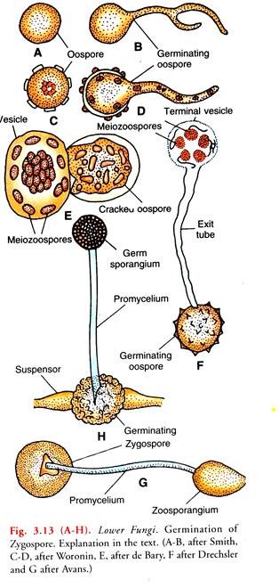 Germination of Zygospore