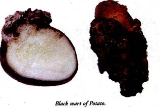 Black Wart of Potato