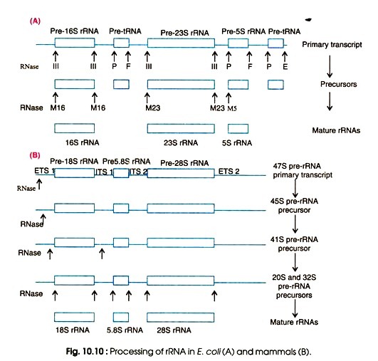 Processing of rRNA in E.coil (A) and mammals (B)