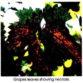 Grapes Leaves Showing Necrosis