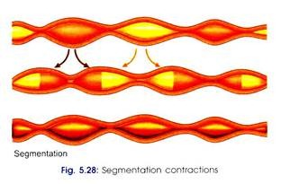 Segmentation Contractions