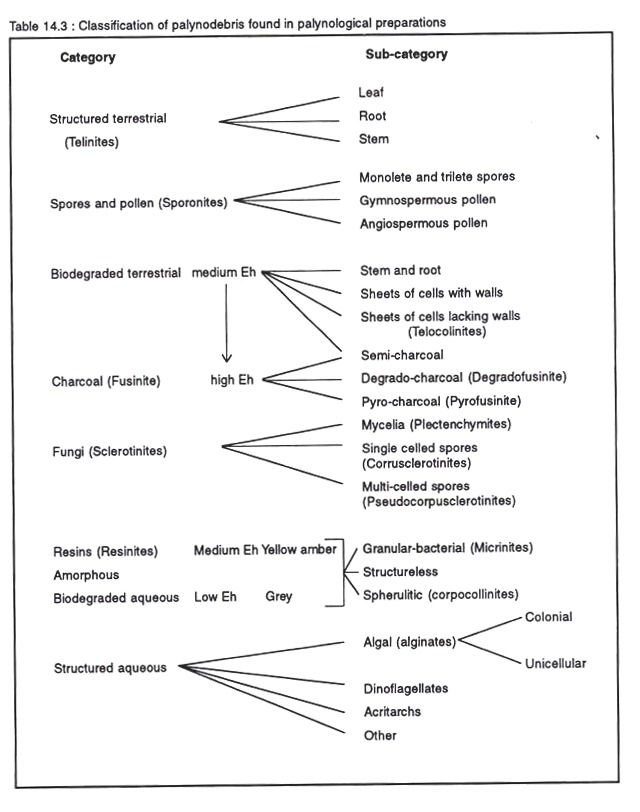 Classofication of palynodebris