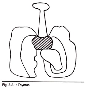 Thymus