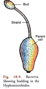 Budding in the Hyphomicrobiales