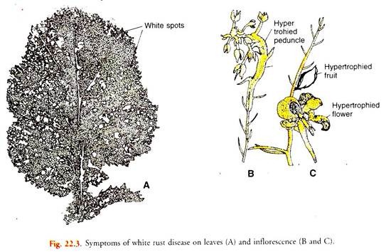 Symptoms of White Rust Disease on Leaves