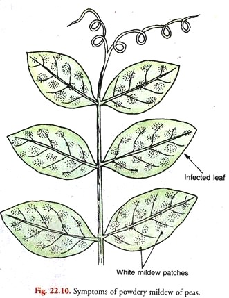 Symptoms of Powdery Mildew of Peas