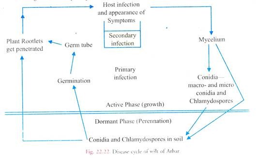 Disease Cycle of Wilt of Arbar