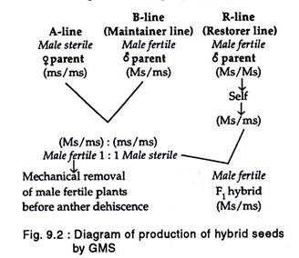 Production of hybrid seeds by CMS
