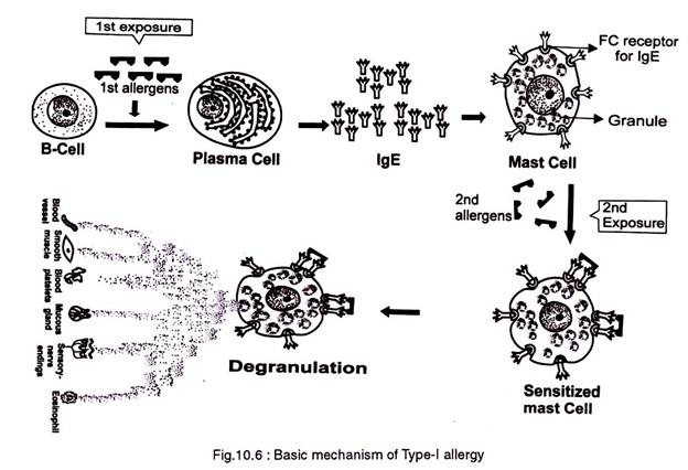 Basic mechanism of Type-I allergy