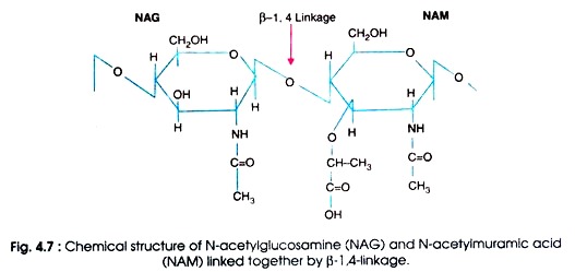 Chemical Structure of N-acetylucosamine (NAG) and N-acetyimuramic acid (NAM)