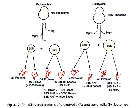 rRNA and Proteins of Prokaryotic