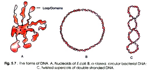 Forms of DNA