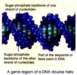 Gene Region of a DNA Doublex Helix