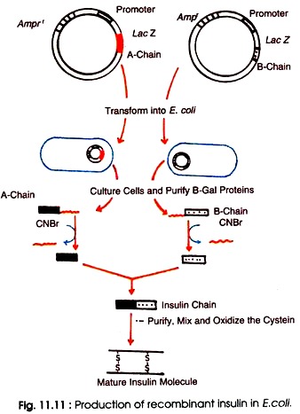 Production of Recombinant Insulin in E.Coli