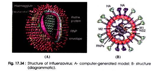 Structure of Influenzavirus