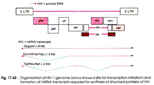 Organization of HIV-1 Genome and formation of mRNA transcripts required for Synthesis of Structural Proteins of HIV