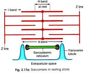 Sarcomere in Resting State