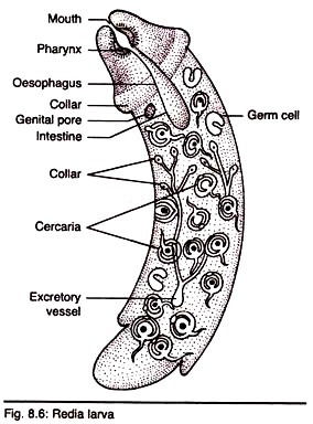 Radia Larva