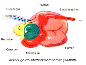 Animal Gastro Intestinal Tract showing Rumen