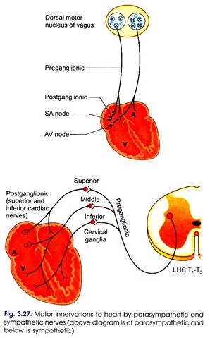 Innervations to the Heart