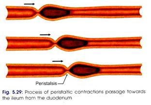 Process of Peristaltic Contractions Passage towards the Ileum from the Duodenum