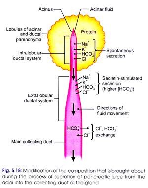 Process of Secretion of Pancreatic Juice