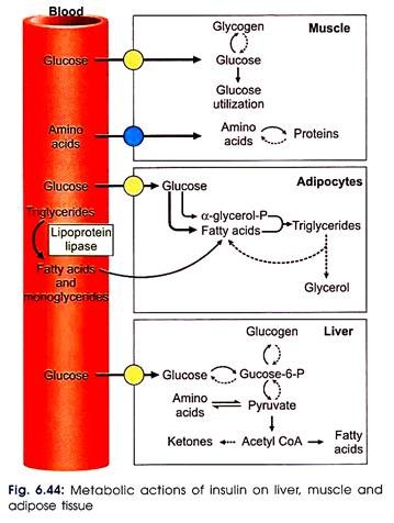 Metabolic Actions of Insulin