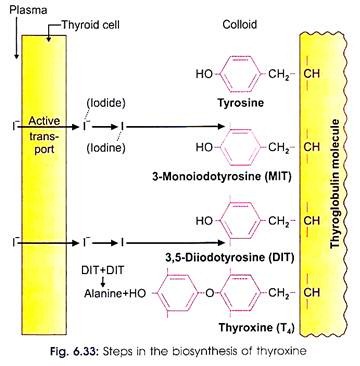 Steps in the Biosynthesis of Thyroxine