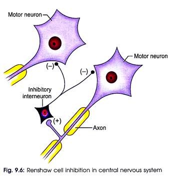 Renshaw Cell Inhibition in Central Nervous System
