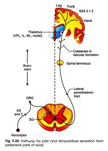 Pathway for Pain and Temparature Sensation from Peripheral Parts of Body