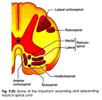 Important Ascending and Descending Tracts in Spinal Cord