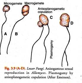 Anisogamous Sexual Reproduction in Allomyces