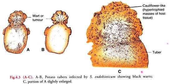 Potato Tubers