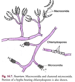 Macroconidia and Clustered Microconida