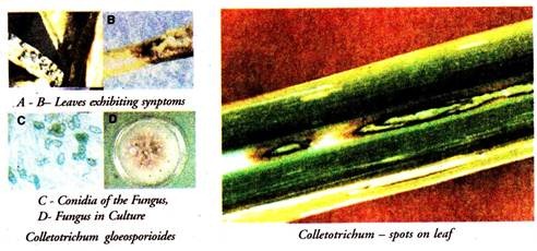 Colletorichum Gloeosporioids and Spots on Leaf