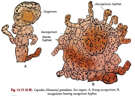 Sex Organs