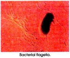 Bacterial flagella