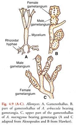 Allomyces