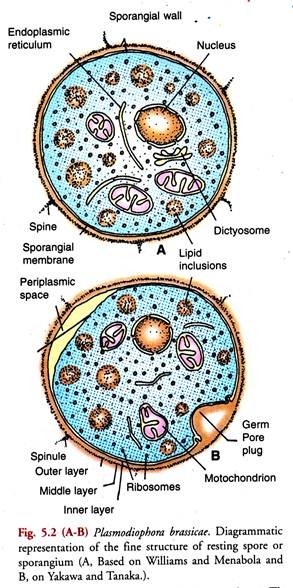 Diagrammatic representation of the fine structure of resting spore or sporangium