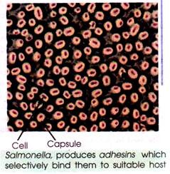 Salmonella, produces Adhesins which selectively bind them to Suitable Host