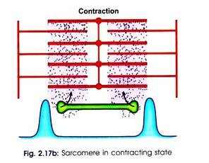 Sarcomere in Contracting State