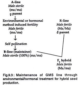 Maintenance of GMS line through environmental treatment for hybrid seed production