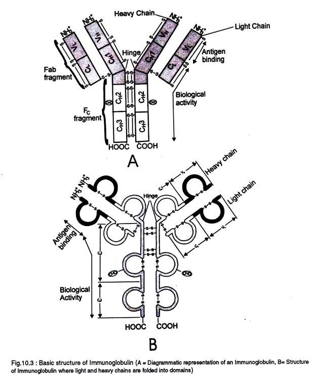 Basic structure of immunoglobulin