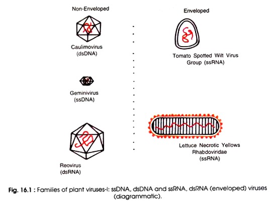 Families of Plant Virues-I