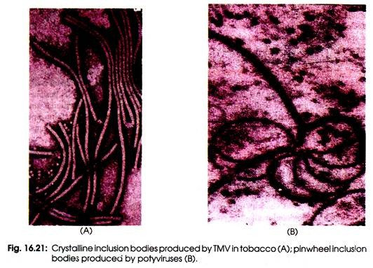 Crystalline Inclusion Bodies