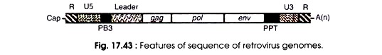 Features of Sequence of Retrovirus Genomes