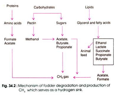 Mechanism of Fodder Degradation and Production of CH4 which serves as a Hydrogen Sink